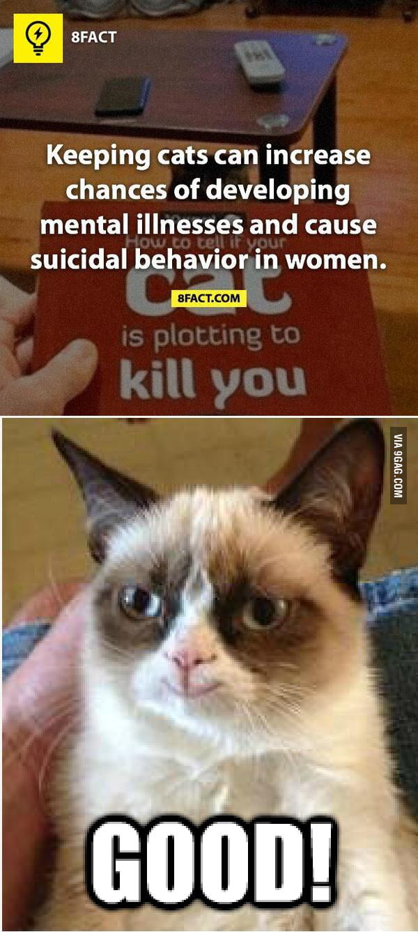 Grumpy Cat On 8Fact! - 9GAG