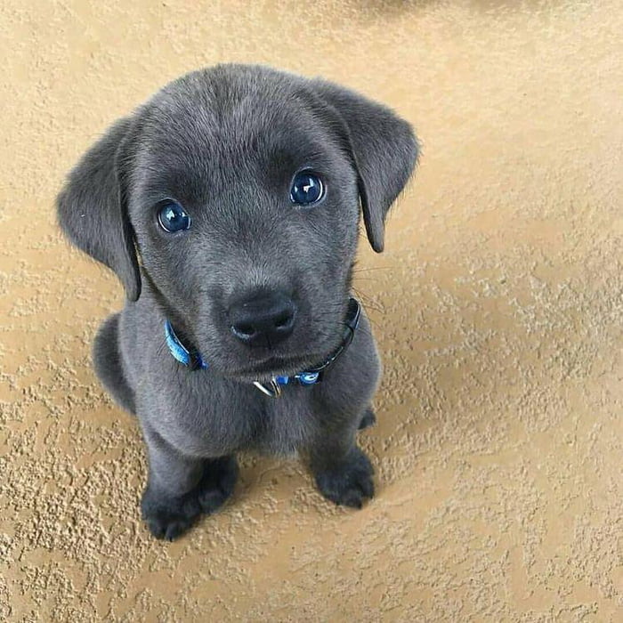blue-eyed-puppy-9gag