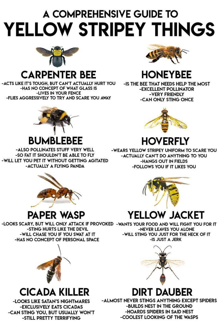 A Comprehensive Guide To Yellow Stripey Things 9GAG