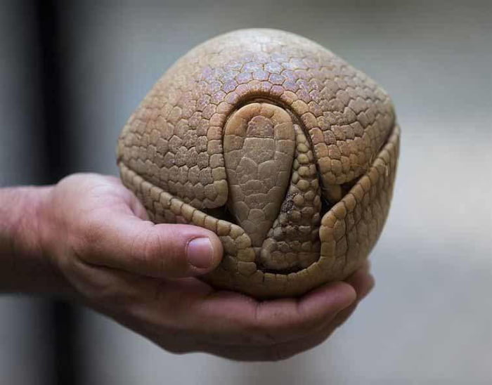 A rolled up armadillo 9GAG
