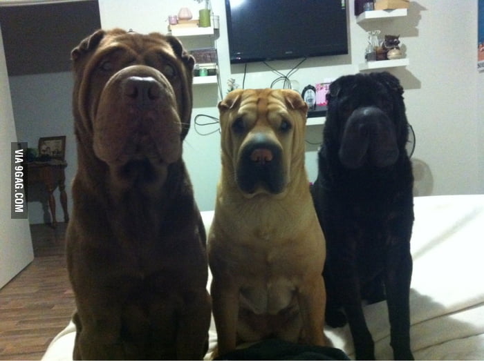 Everytime peanut butter is being eaten... 9GAG