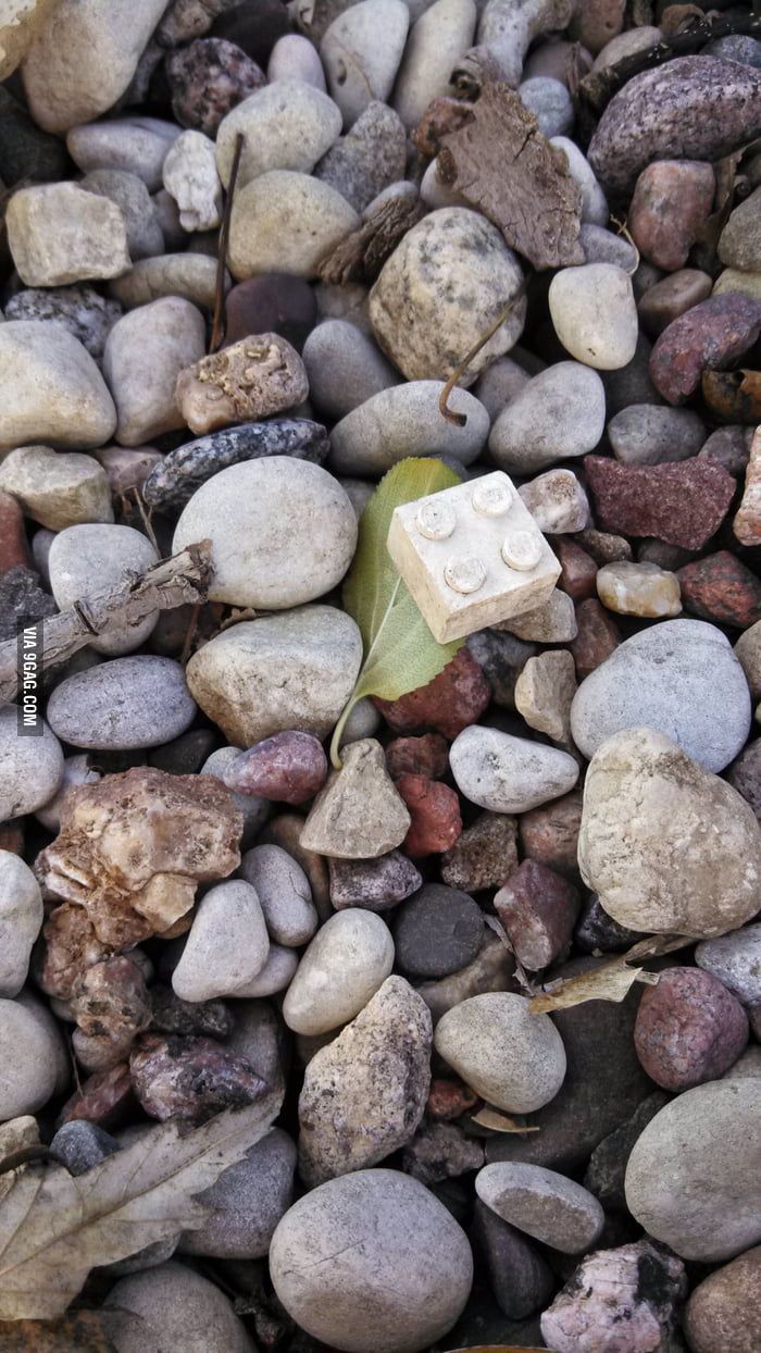 while-walking-through-the-rock-garden-today-i-stumbled-upon-the