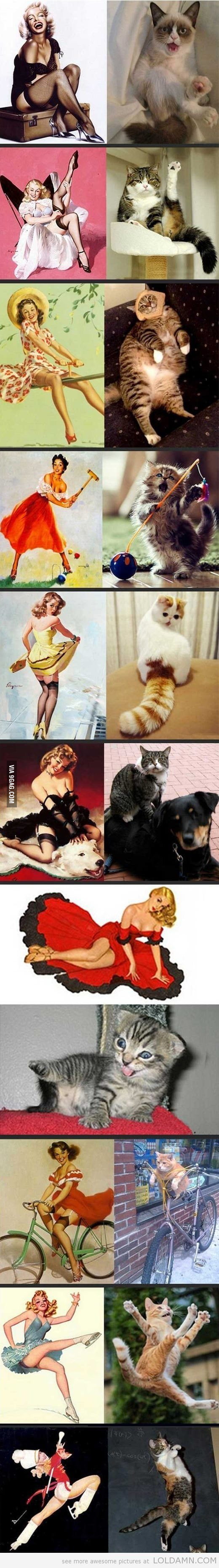 Pussies strike back - 9GAG