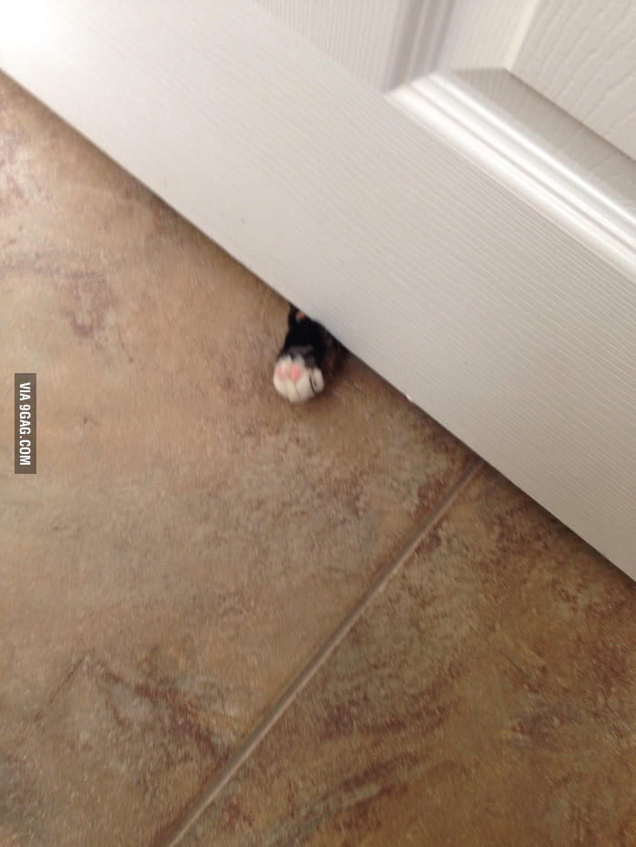 My cat gets lonely when I go to the bathroom and sticks his paw under
