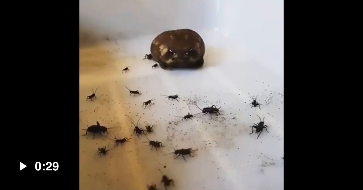 That same frog eating crickets, but now with hyper realistic sounds. 9GAG