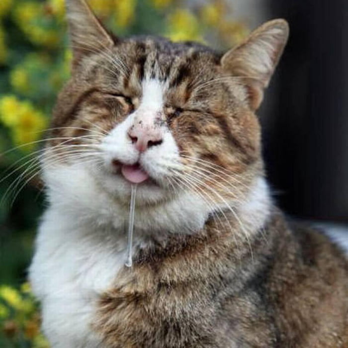 У кота сопли
