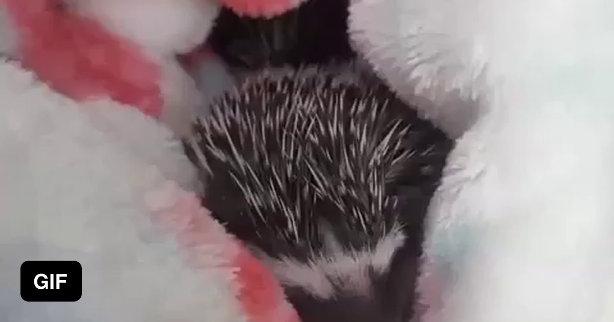 Baby hedgehog yawning ) 9GAG