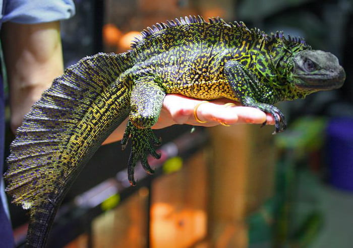 Philippine Sailfin - Awesome.