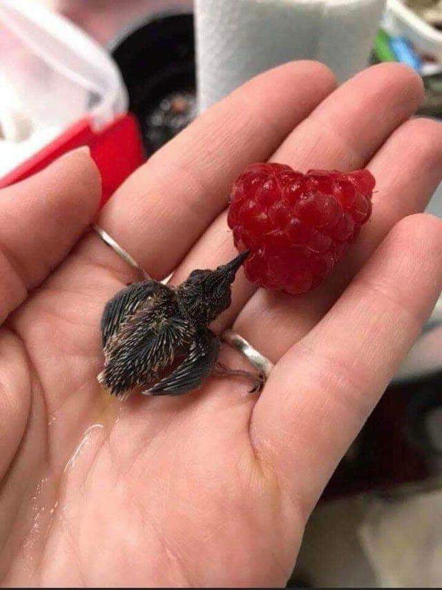 Baby hummingbird drinking juice from a raspberry 9GAG