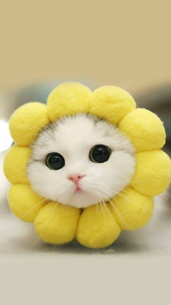 This cute cat with flower head on 9GAG