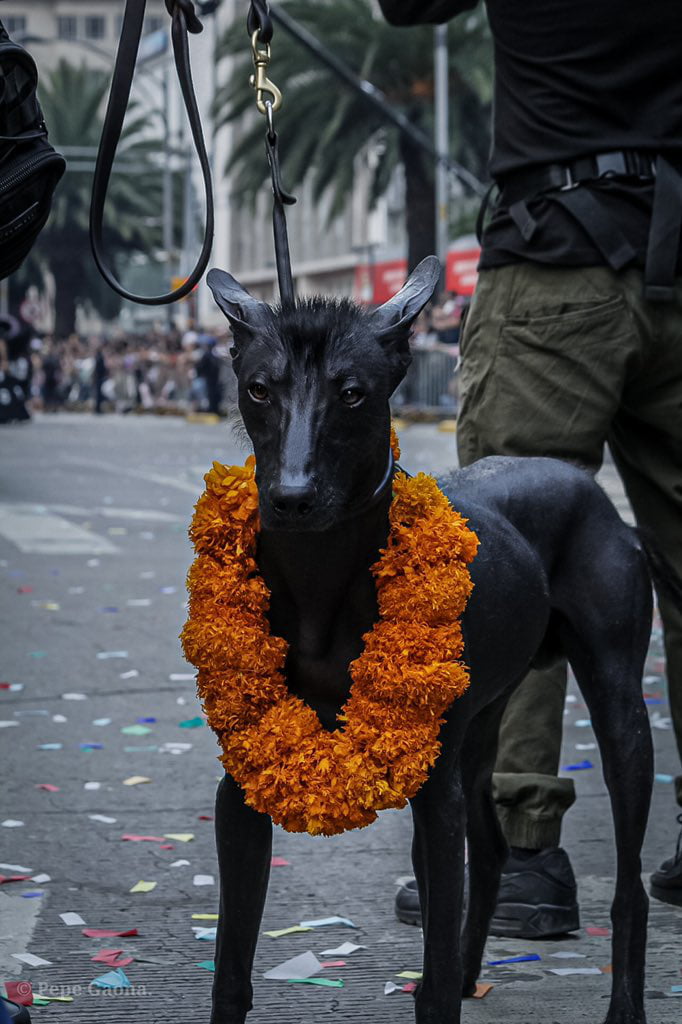 aztec xoloitzcuintli