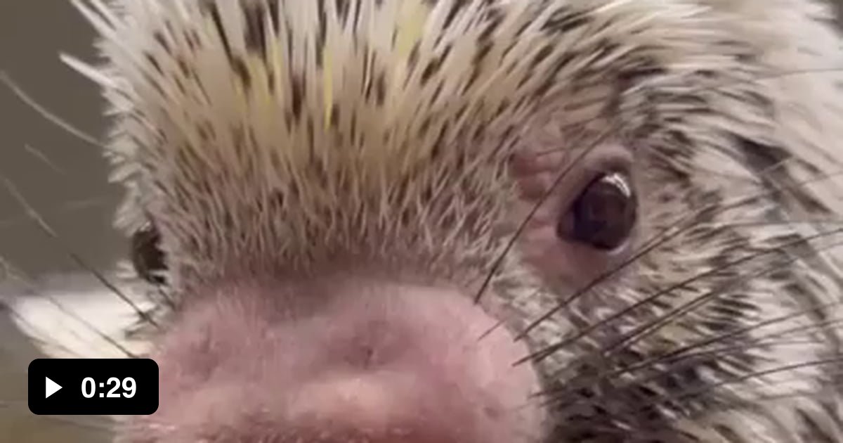 Rico the Porcupine eating corn 9GAG