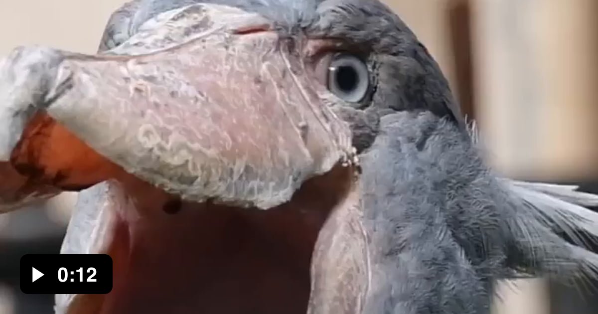 Shoebill’s chattering sound - 9GAG