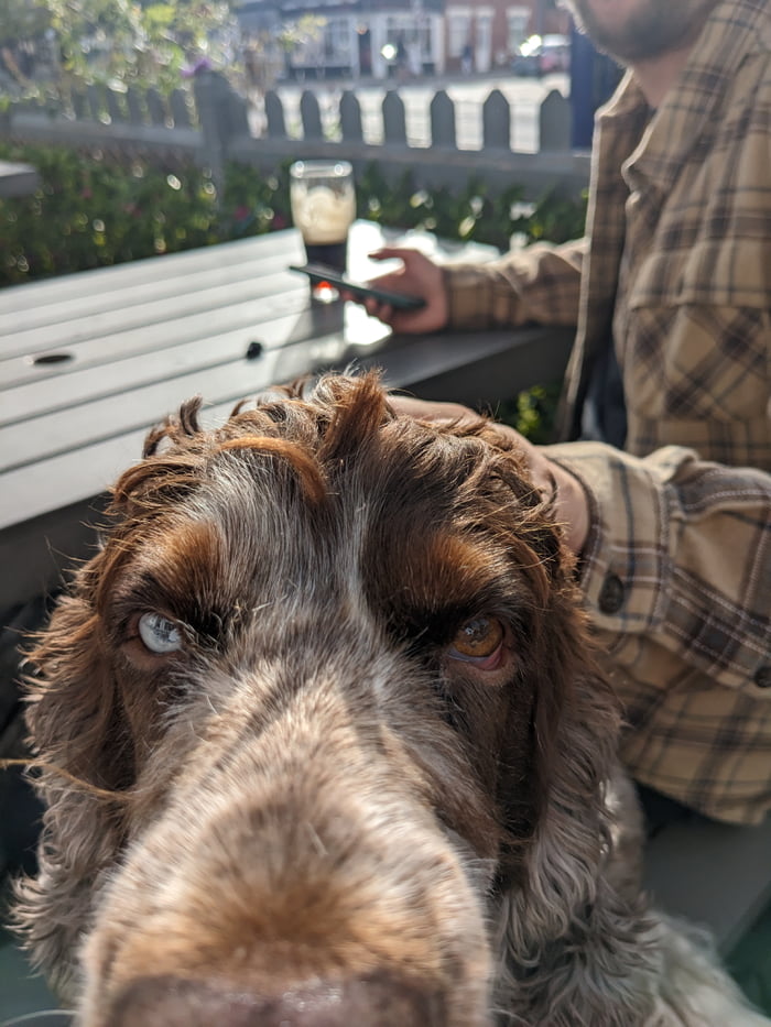 Gorgeous heterochromia on this doggo, also EDKH - 9GAG