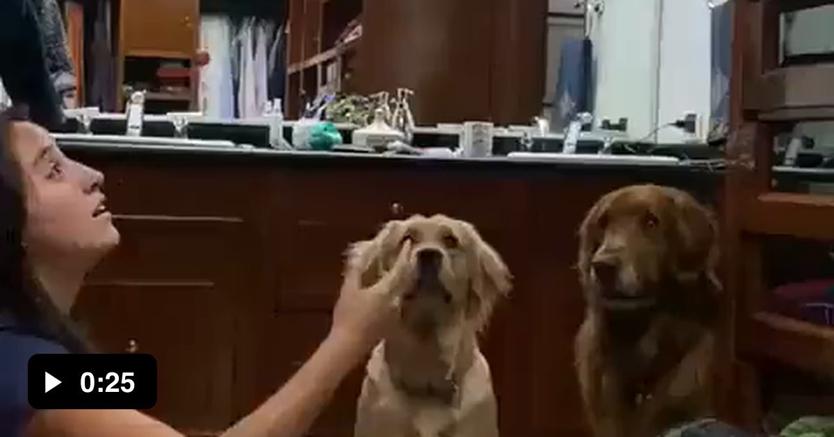 2 dogs 1 ball - 9GAG