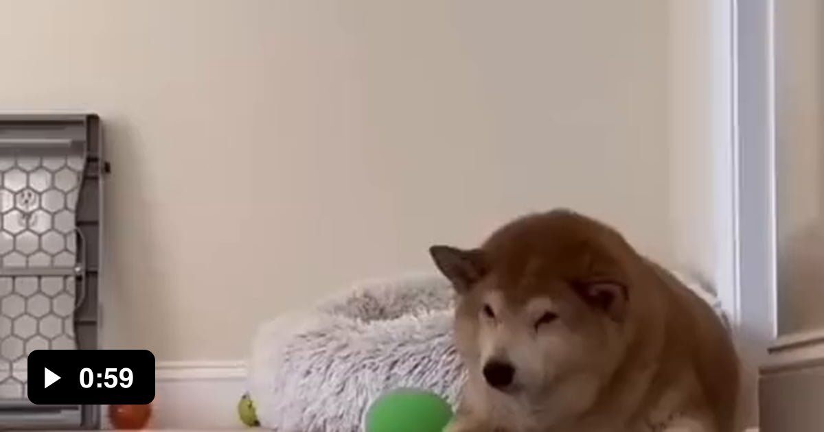 Bothering my dog 9GAG