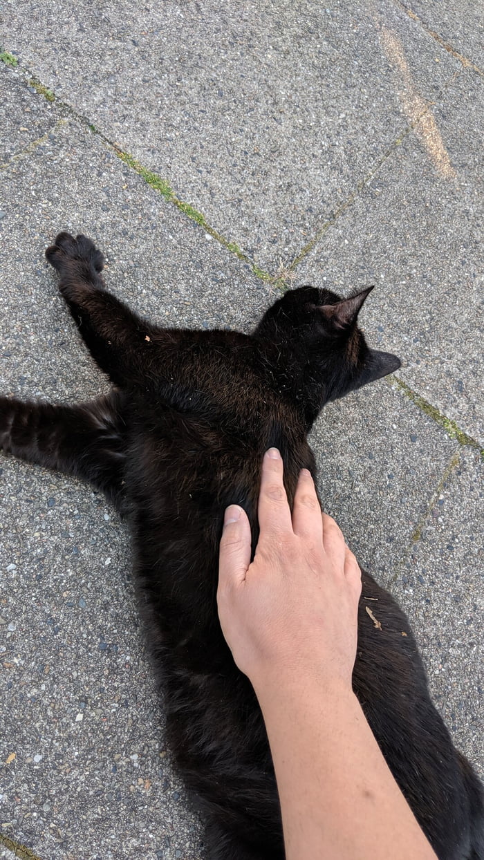 I had the feeling that I need to pet a cat. So I got out for a walk
