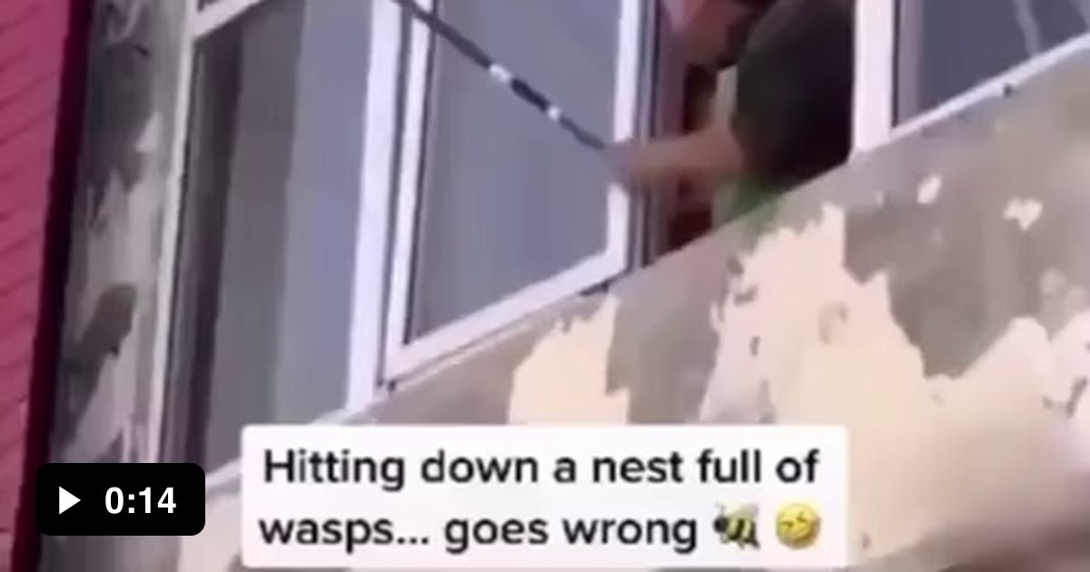 dared-him-to-knock-down-a-wasp-nest-for-20-youtube