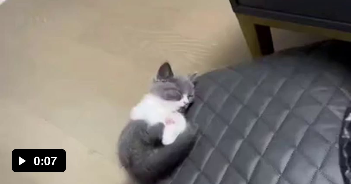 Kitten's deep sleep - 9GAG