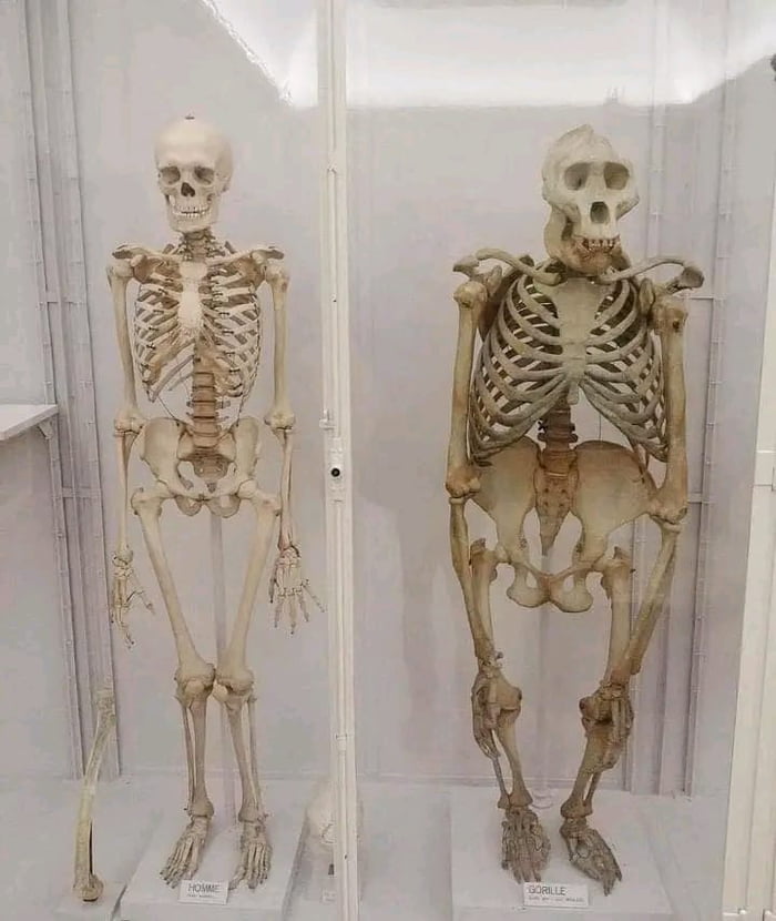 human-vs-gorilla-skeleton-9gag