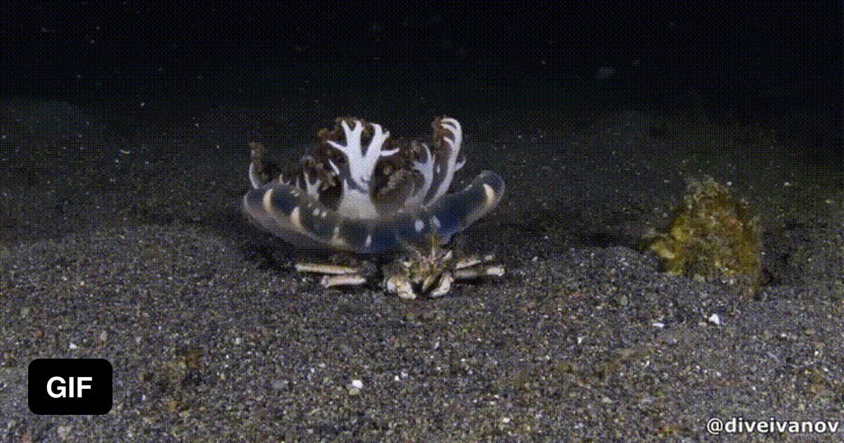 This type of crab likes to kidnap jellyfishes, turn them upside down and use them for protection