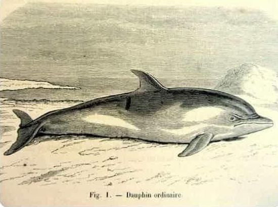 Noone asked for it but this is a sketch of a pissed off dolphin. - 9GAG