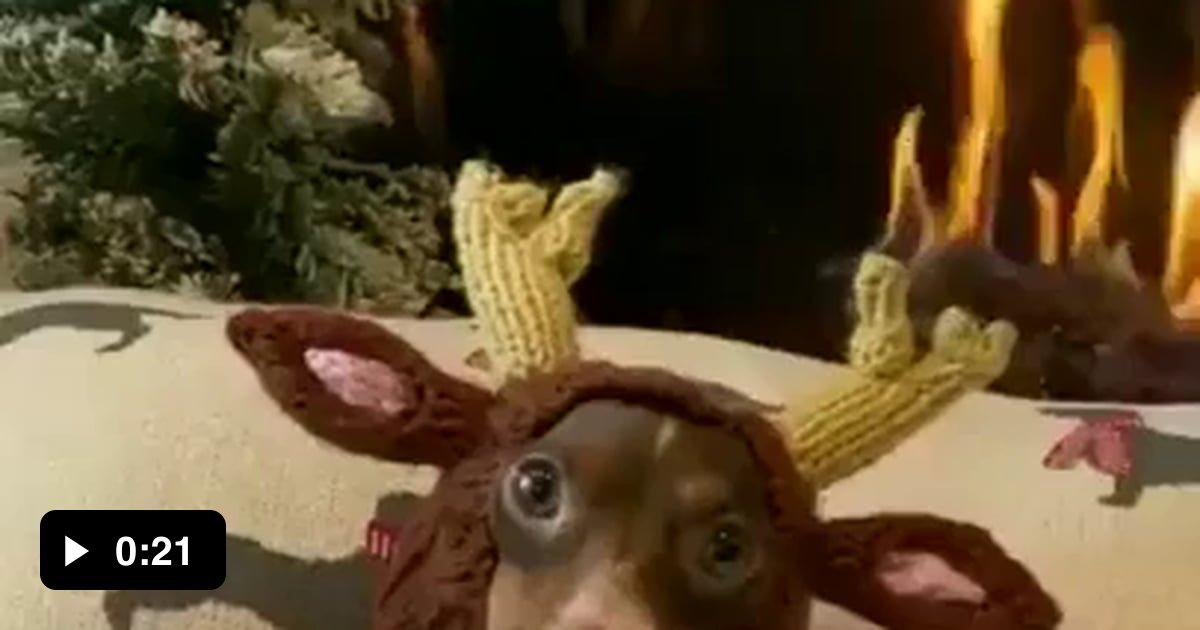 This lil reindeer eating a carrot 9GAG