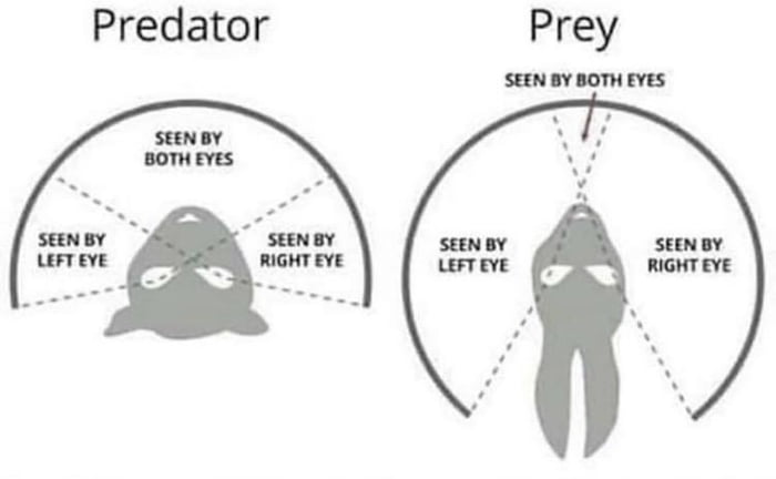 Interesting Chart Shows The Differences Between Predators And Prey s interesting-chart-shows-the-differences-between-predators-and-prey-s