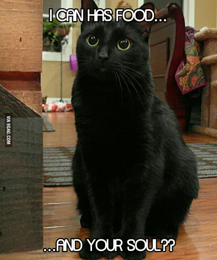 Pls hooman? - 9GAG