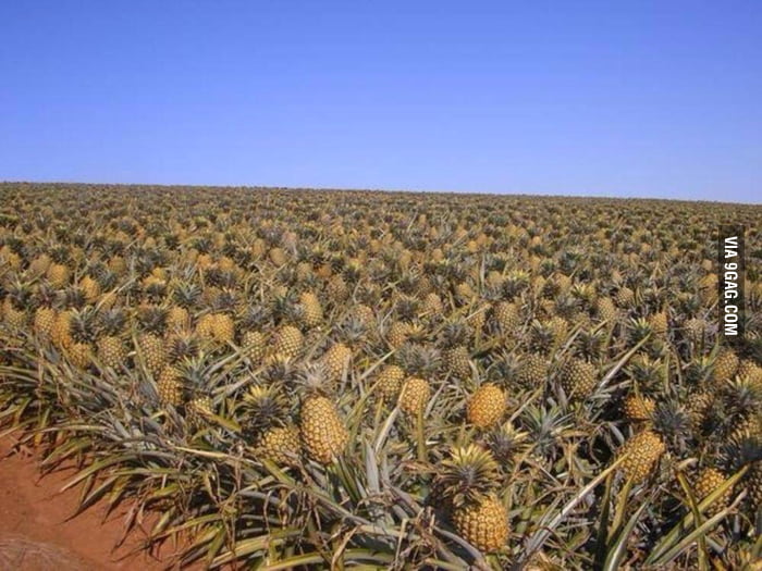 In case you were wondering how the pineapples grow 9GAG