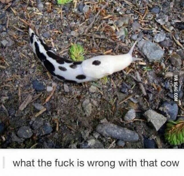That's one weird cow... - 9GAG