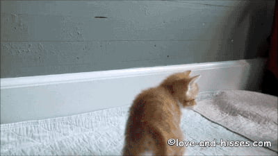 Just two cats Breakdancing - 9GAG