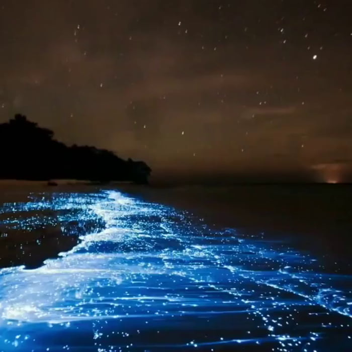 sea of stars vaadhoo maldives