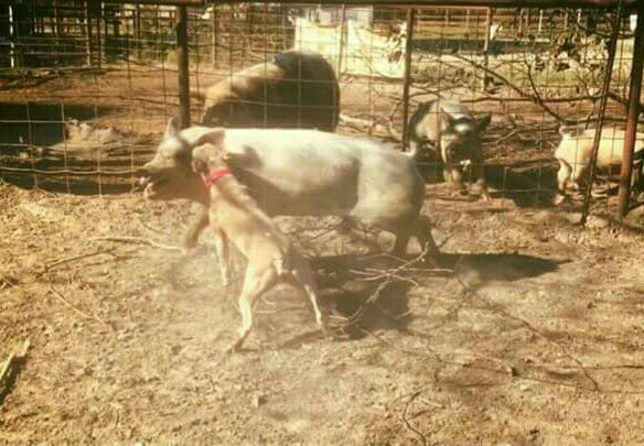 I dunno what this doggo is saying to the pig but it sure must be funny ...