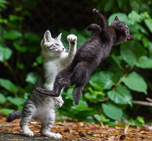 Hilarious Kittens Fight GAG