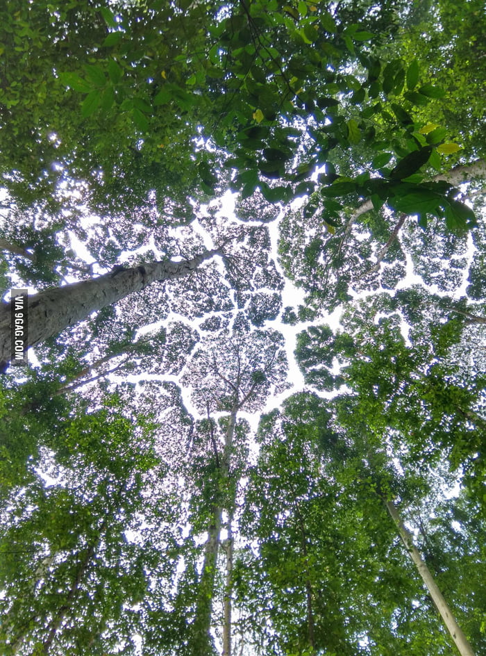 The Canopy Of These Trees Dont Touch Each Other 9gag 9807