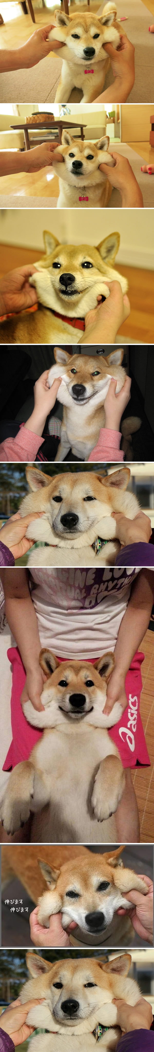 Forget hamsters, doges have the chubbiest cheeks of all!