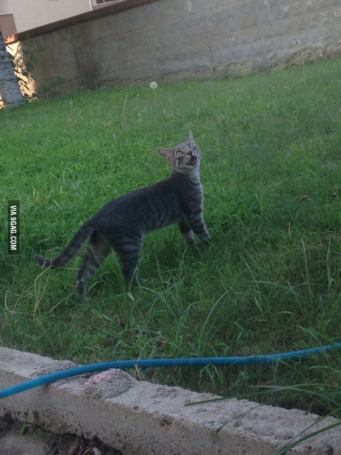 So.. I've let my cat out for the first time. 9GAG