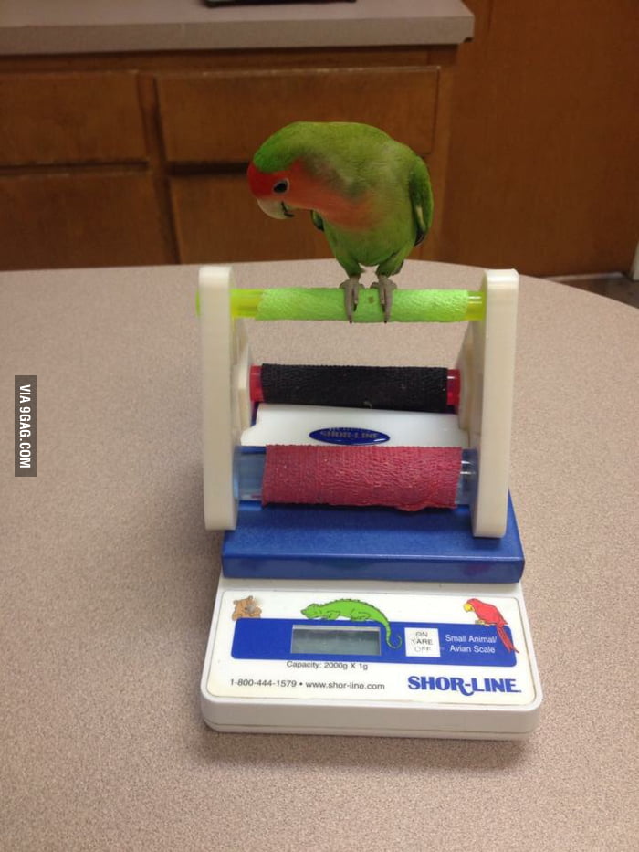So this is how you weigh a bird. 9GAG