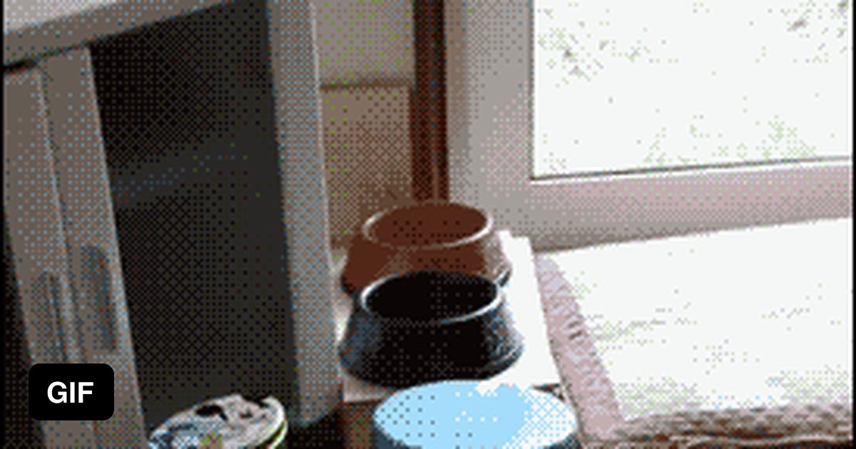 This cat hates cucumbers 9GAG