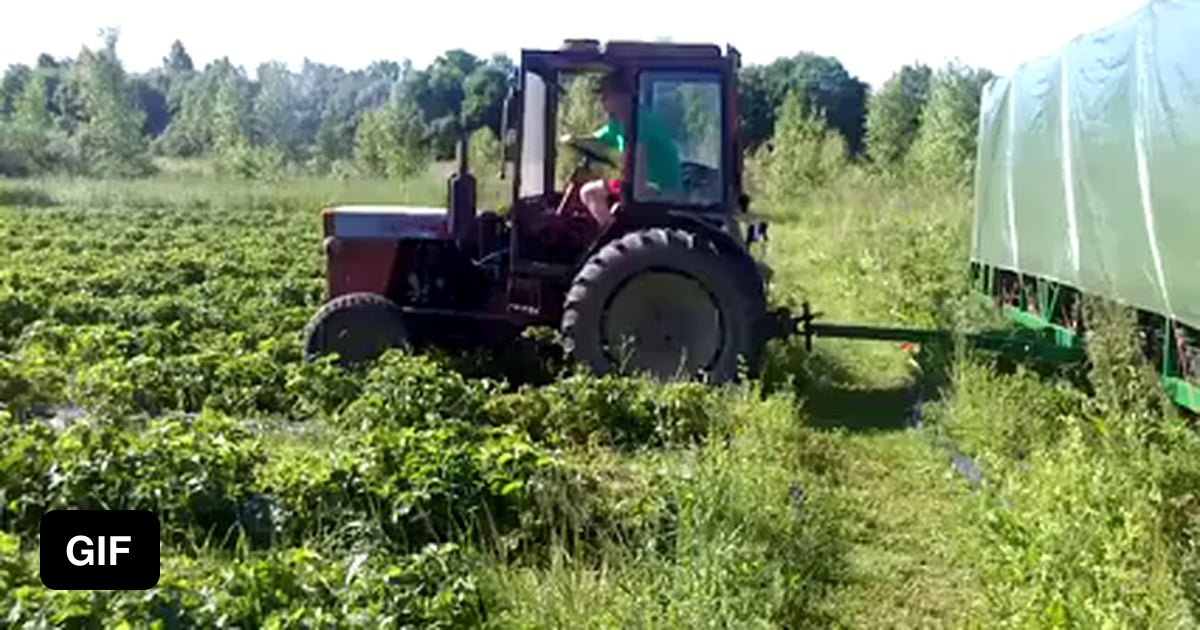 Strawberry Picking Machine 9GAG   ALBpLGW Ogimage 