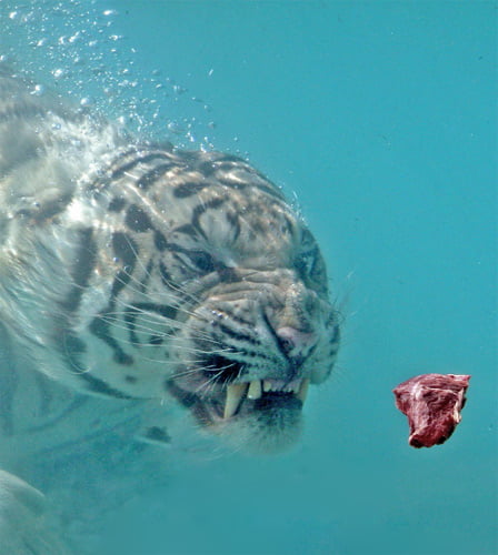 white tigers underwater