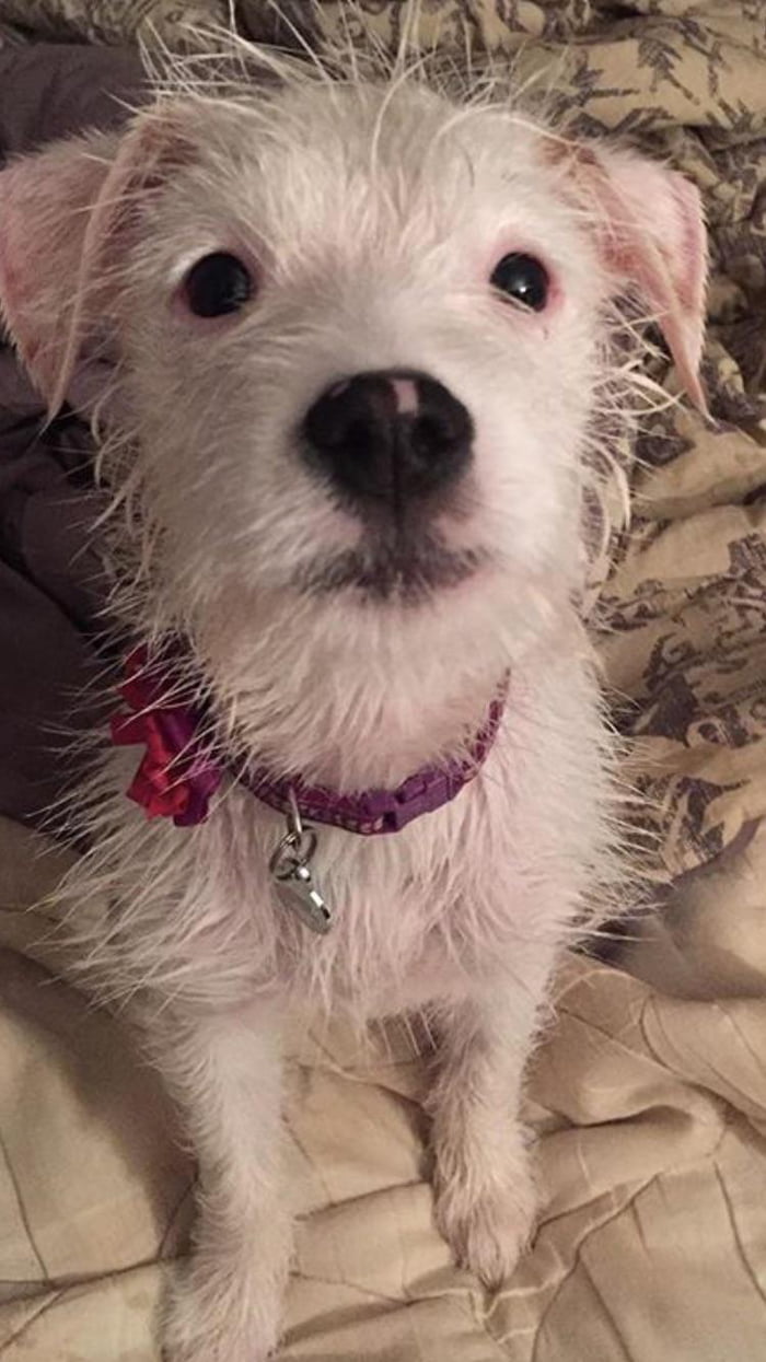 Wet dog syndrome 9GAG