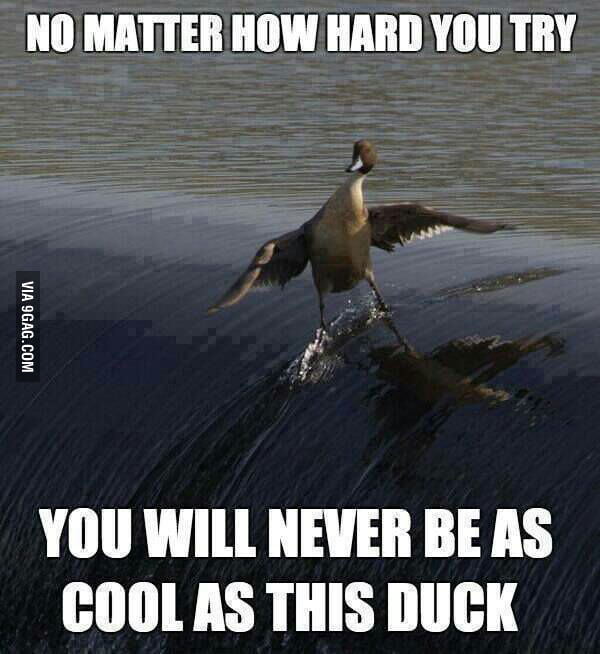 Cool duck - 9GAG