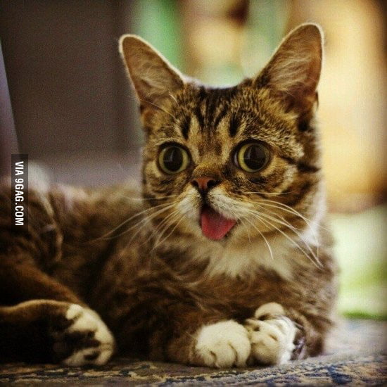 Meet Lil bub, the cat with down syndrome 3 9GAG