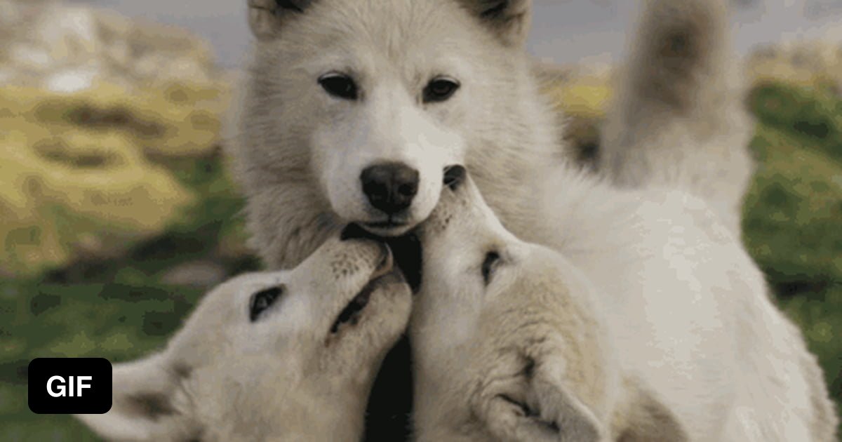 Wolf Pack of Cute - 9GAG