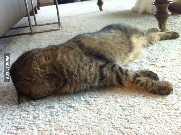 My cat always sleeps sinking its face into the carpet. 9GAG