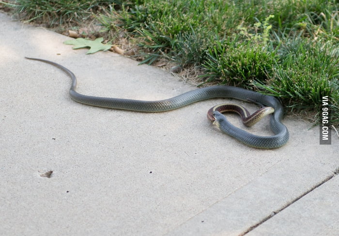 found-a-snake-eating-another-snake-outside-my-house-9gag