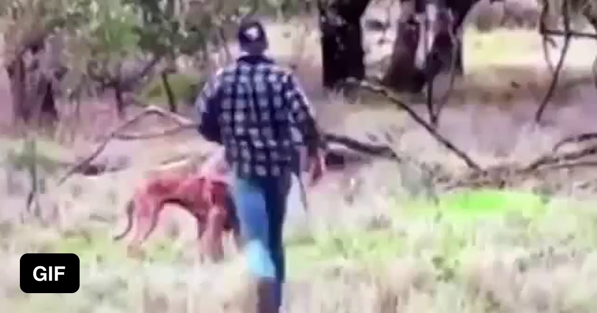 Guy punches Kangaroo to save his dog 9GAG