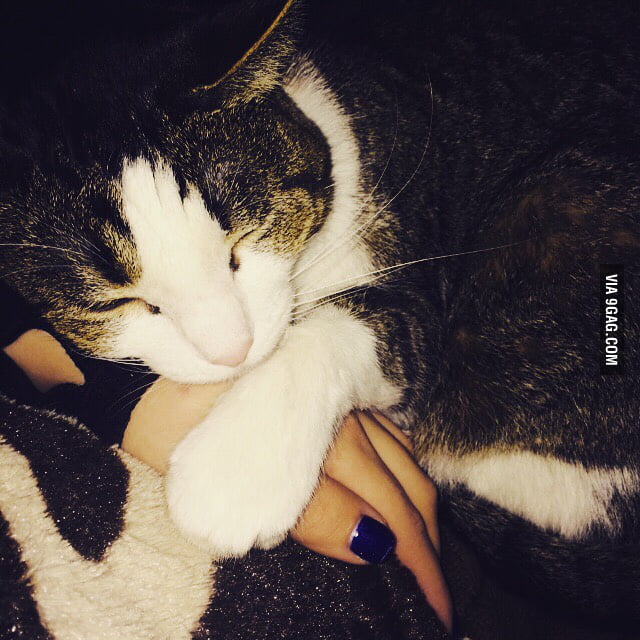 Sleepy kitty is sleepy. Bf for scale. 9GAG